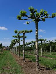 Attēlu rezultāti vaicājumam “Platanus x hispanica (syn. Platanus x acerifolia)”