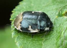 Attēlu rezultāti vaicājumam “Tritomegas bicolor imago”