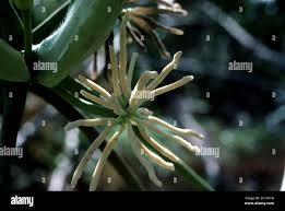 Attēlu rezultāti vaicājumam “Dicranella schreberiana”