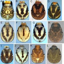 Attēlu rezultāti vaicājumam “Limnephilus larva”