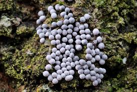 Attēlu rezultāti vaicājumam “Badhamia lilacina sessile”