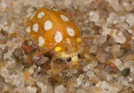 Attēlu rezultāti vaicājumam “Halyzia sedecimguttata”