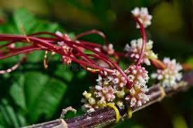 Attēlu rezultāti vaicājumam “Cuscuta epithymum subsp. trifolii flower”