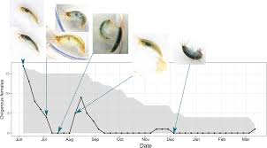 Attēlu rezultāti vaicājumam “Lycogala convexum young”