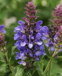 Attēlu rezultāti vaicājumam “Salvia nemorosa leaf”