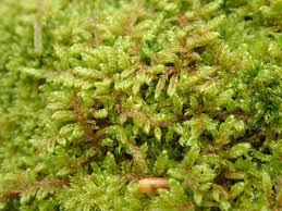 Attēlu rezultāti vaicājumam “Hypnum”