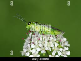 Attēlu rezultāti vaicājumam “Rhogogaster viridis”