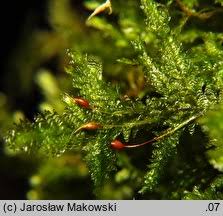 Attēlu rezultāti vaicājumam “Neckera crispa”