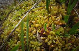 Attēlu rezultāti vaicājumam “Sphagnum papillosum”