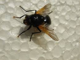 Attēlu rezultāti vaicājumam “Mesembrina meridiana”