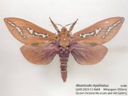 Attēlu rezultāti vaicājumam “Hepialidae”