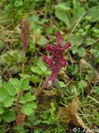 Attēlu rezultāti vaicājumam “Corydalis cava leaf”