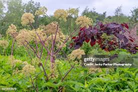 Image result for Angelica silvestris