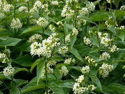 Attēlu rezultāti vaicājumam “Vincetoxicum hirundinaria”