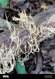 Attēlu rezultāti vaicājumam “Lentaria sp.”