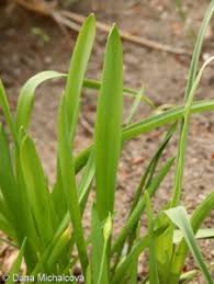 Attēlu rezultāti vaicājumam “Allium holandicum leaf”