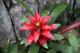 Картинки по запросу гусмания