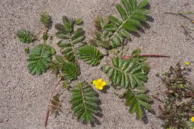 Attēlu rezultāti vaicājumam “Argentina anserina”