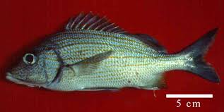 Image result for Haemulon carbonarium