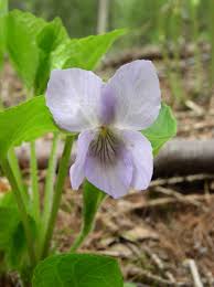 Attēlu rezultāti vaicājumam “Viola mirabilis”