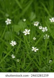 Attēlu rezultāti vaicājumam “Stellaria nemorum bud”