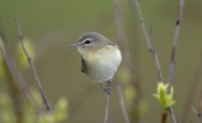 Image result for Vireo philadelphicus