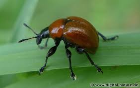 Attēlu rezultāti vaicājumam “Attelabus nitens”