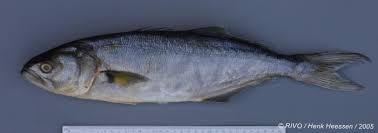 Image result for Pomatomus saltatrix