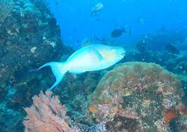 Image result for Scarus rubroviolaceus