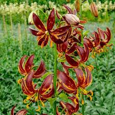 Image result for Lilium martagon `Arabian Night`