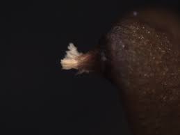 Attēlu rezultāti vaicājumam “Buxbaumia aphylla sporophyte”