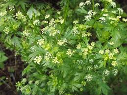 Image result for Sellerie