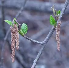 Attēlu rezultāti vaicājumam “Alnus incana female flower”