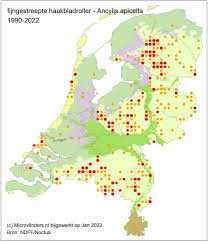 Attēlu rezultāti vaicājumam “Ancylis apicella”