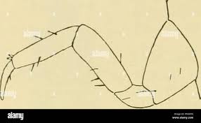 Attēlu rezultāti vaicājumam “Anisotoma humeralis”