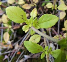 Attēlu rezultāti vaicājumam “Acinos arvensis leaf”