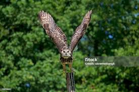 Attēlu rezultāti vaicājumam “Bubo bubo adult”