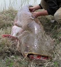 Image result for Silurus glanis