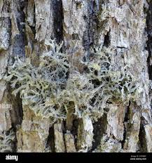 Attēlu rezultāti vaicājumam “Anaptychia ciliaris”