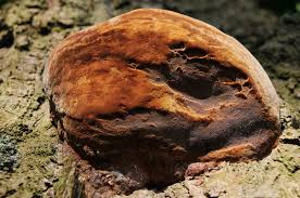 Attēlu rezultāti vaicājumam “Phellinus robustus”