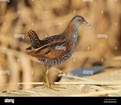 Image result for Porzana pusilla