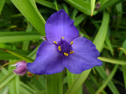 Attēlu rezultāti vaicājumam “Tradescantia virginiana”