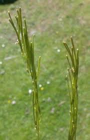 Attēlu rezultāti vaicājumam “Arabis hirsuta fruit”