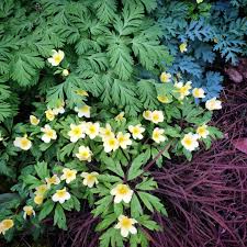 Attēlu rezultāti vaicājumam “Anemone x lipsiensis leaf”