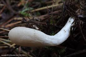 Attēlu rezultāti vaicājumam “Podostroma leucopus”