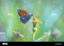 Attēlu rezultāti vaicājumam “Coenonympha hero underside”