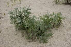 Image result for Artemisia caudata