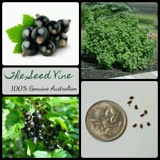 Attēlu rezultāti vaicājumam “Ribes nigrum fruit”