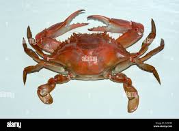 Image result for Callinectes sapidus