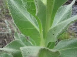 Image result for Verbascum densiflorum